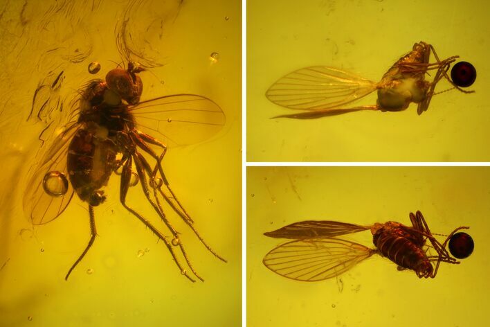 Two Fossil Flies (Diptera) In Baltic Amber #145399